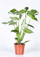Monstera - Ø17cm - ↕60cm Monstera - Ø17cm - ↕60cm