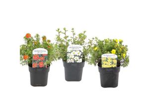 Potentilla - mix of 3