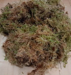Sphagnum mos in bakje/zakje (los circa 3 liter) - Warentuin Natuurlijk