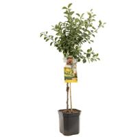 Pruimenboom prunus dom. Mirabelle de Nancy