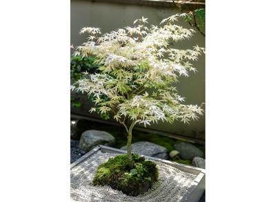 Witte Japanse Esdoorn 'Acer Ugigumo' new