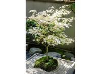 Witte Japanse Esdoorn 'Acer Ugigumo' new