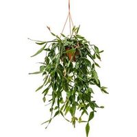Rhipsalis eliptica hangplant - thumbnail