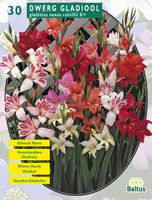 Zomer Bloembollen Gladiolus Nanus per 30 - Baltus