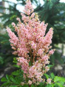 Spirea