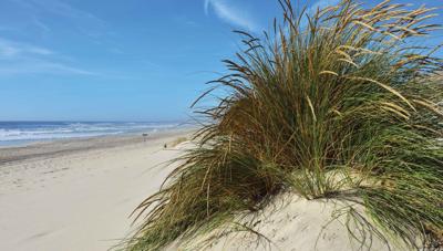 Strand met grasduin 130x70cm Tuinschilderij - Customize it