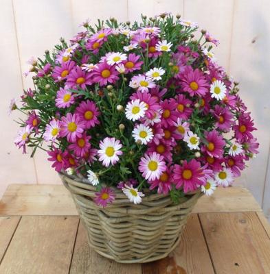 Magriet roze in mand Leucanthemum Warentuin Natuurlijk - Warentuin natuurlijk