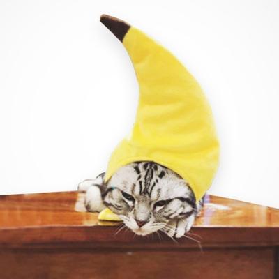 Creatief draaide grappig huisdier kat Teddy Festival grappige banaan hoofddeksels