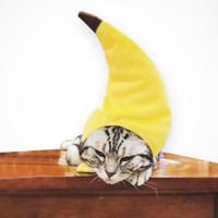 Creatief draaide grappig huisdier kat Teddy Festival grappige banaan hoofddeksels Creatief draaide grappig huisdier kat Teddy Festival grappige banaan hoofddeksels