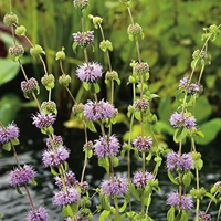 Dwergwatermunt / Mentha pulegium