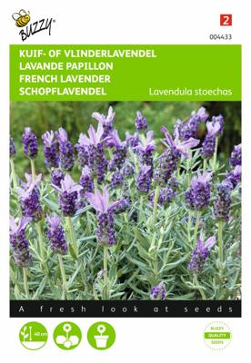 Lavendula stoechas, Kuif of Vlinderlavendel - Buzzy