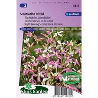 Matthiola Longipetala zaden Scentsation Violier zaden - thumbnail