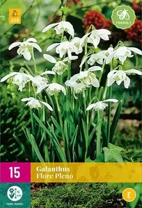 X 15 Galanthus Flore Pleno