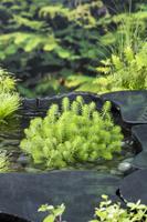 Vederkruid / Myriophyllum crispata