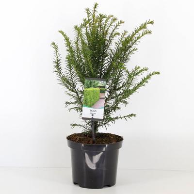 Taxus baccata 30-60 cm - Warentuin natuurlijk