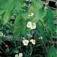 Breed pijlkruid (Sagittaria latifolia) moerasplant - 6 stuks - thumbnail