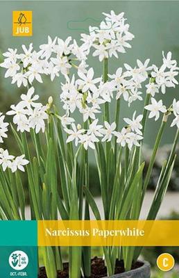 Narcissus Paperwhite 4 bollen - Jub