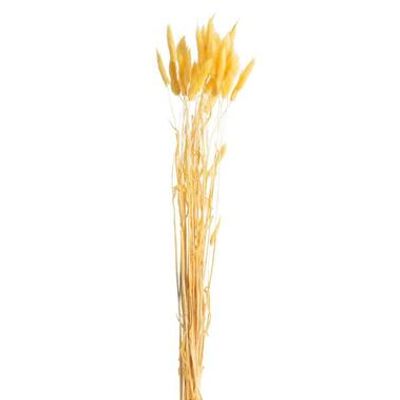 DROOGBLOEMEN LAGURUS BOS OKER 45-50CM