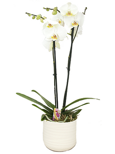 Witte Phalaenopsis in een Stenen pot