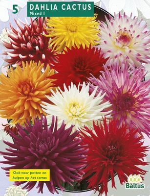 Zomer Bloembollen Dahlia Cactus Mixed per 3 Baltus - Baltus