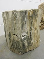 Versteend hout C28 - thumbnail