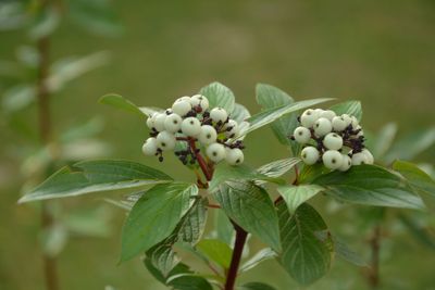 Kornoelje