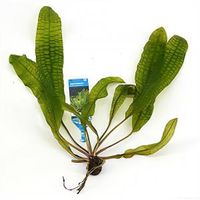 Aponogeton boivinianus - 3 stuks - aquarium plant - thumbnail