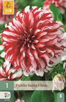 Dahlia Santa claus