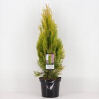 Platycladus orient pyramidalis aurea - Warentuin natuurlijk