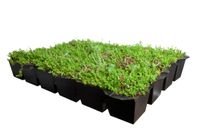 Plantenmat vasteplanten cassette Vetkruid Sedum dak prijs per 1m2 cm Covergreen - Covergreen