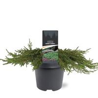 Juniperus communis Green Carpet 40-50 cm Conifeer - Warentuin natuurlijk