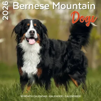 Berner Sennen Kalender 2026