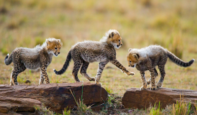 Vinyl vloerkleed dieren Dierlijke schattige cheetah welpen