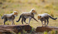 Vinyl vloerkleed dieren Dierlijke schattige cheetah welpen Vinyl vloerkleed dieren Dierlijke schattige cheetah welpen