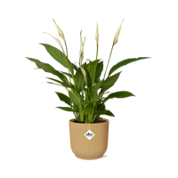 Spathiphyllum 12 Cm Torelli in ELHO Vibes Fold 14cm geel