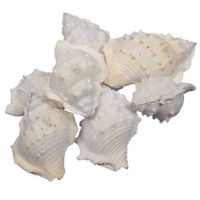 Decoratie/hobby zeeslak schelpen - 500 gr - gebleekt wit   -
