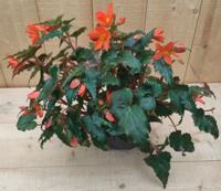 3 stuks! Perkplant Hangbegonia Pelargonium eenjarige plant Rood Warentuin Natuurlijk - Warentuin natuurlijk