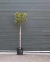 2 stuks! Bol Photinia Photinia f. Red Robin h 140 cm st. omtrek 6 cm st. h 90 cm boom - Warentuin Natuurlijk