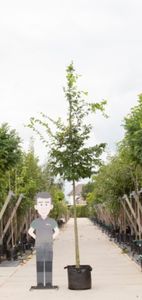 Haagbeuk Carpinus betulus h 350 cm st. omtrek 12 cm - Warentuin Natuurlijk