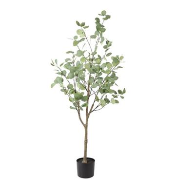 Eucalyptus Groen M