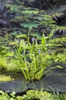 Reuze snoekkruid blauw / Pontederia cordata 'Lanceolata'