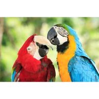 3D koelkast magneetje met papegaaien   -