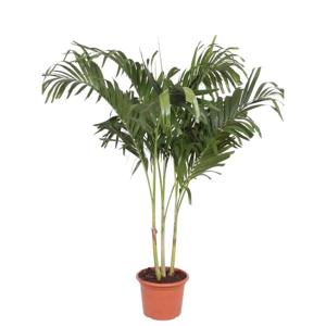 Veitchia Merrillii multi stam - 250 cm - ø50