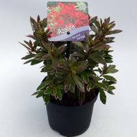 Rododendron (Rhododendron Japonica "Hotshot Variegata") heester - 15-20 cm - 8 stuks - thumbnail