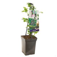 Braam Rubus fru. Black Satin struik