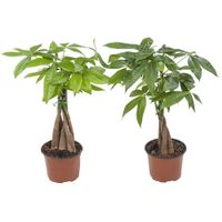 Pachira aquatica Watercacao - set van 2 stuks Pachira aquatica Watercacao - set van 2 stuks