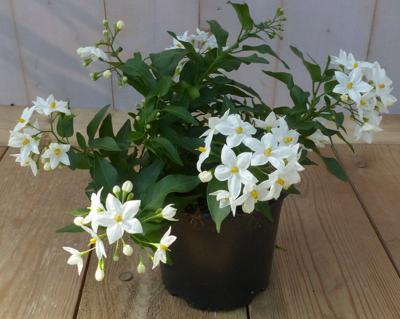 3 stuks! Solanum jasminoides Klimmende nachtschade Warentuin Natuurlijk - Warentuin natuurlijk