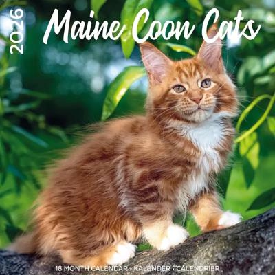 Maine Coon Kalender 2026