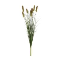 Kunst Pluim Perotis Indica