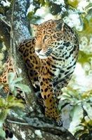 Jaguar (jachtluipaard)